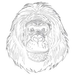 Orangutanes Para Colorear - Página para colorear