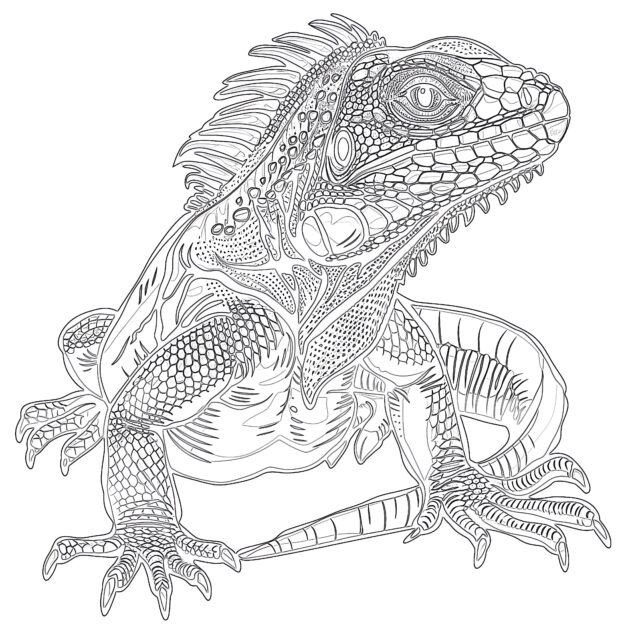 Lizard Coloring | Coloring Pages Mimi Panda