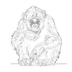 Sitzender Schimpanse Färbung Seite - Druckbare Ausmalbilder