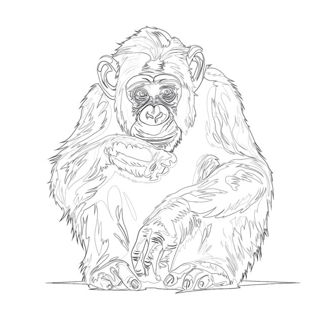Página Para Colorear De Chimpancé Sentado | Páginas Para Colorear Mimi Panda p-gina-para-colorear-de-chimpanc-sentado-p-ginas-para-colorear-mimi-panda