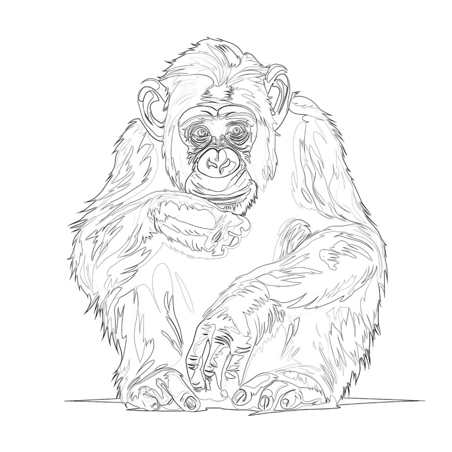 Sitting Chimpanzee Coloring Page