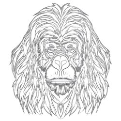 Orang-outan De Sumatra À Colorier - Page de coloriage imprimable