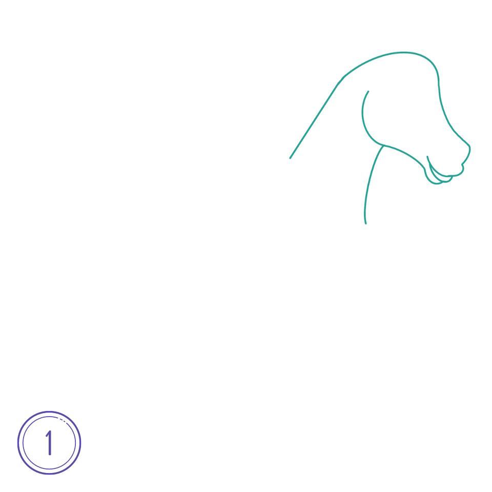 How to Draw a Horse Step 1