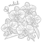 Best Orchid Coloring Page