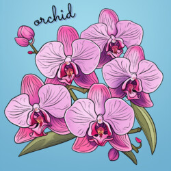 Best Orchid Coloring Page - Origin image