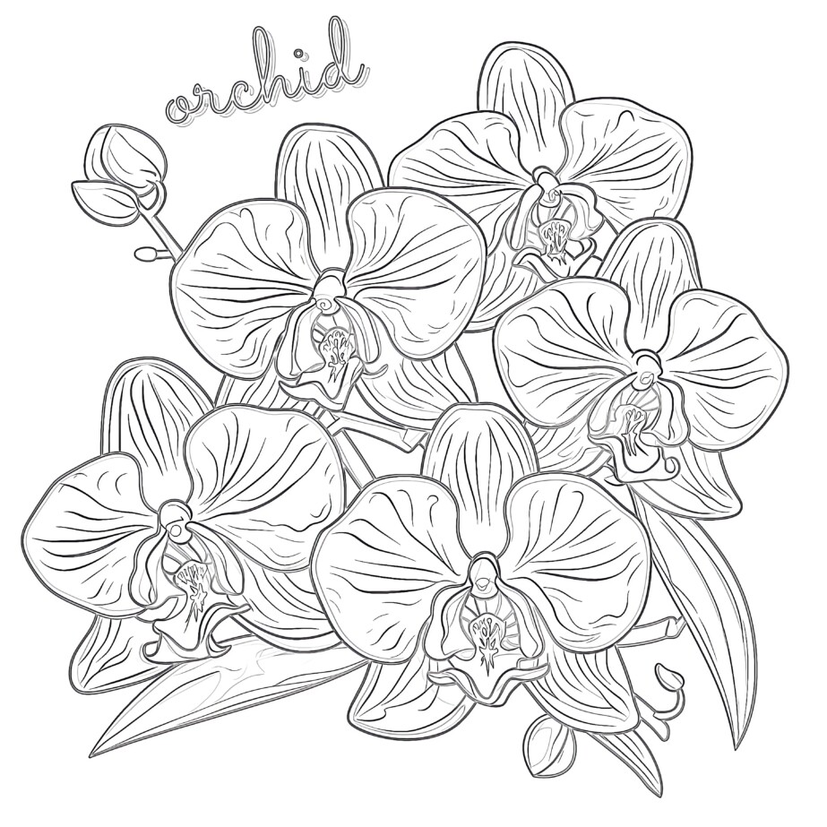 Best Orchid Coloring Page