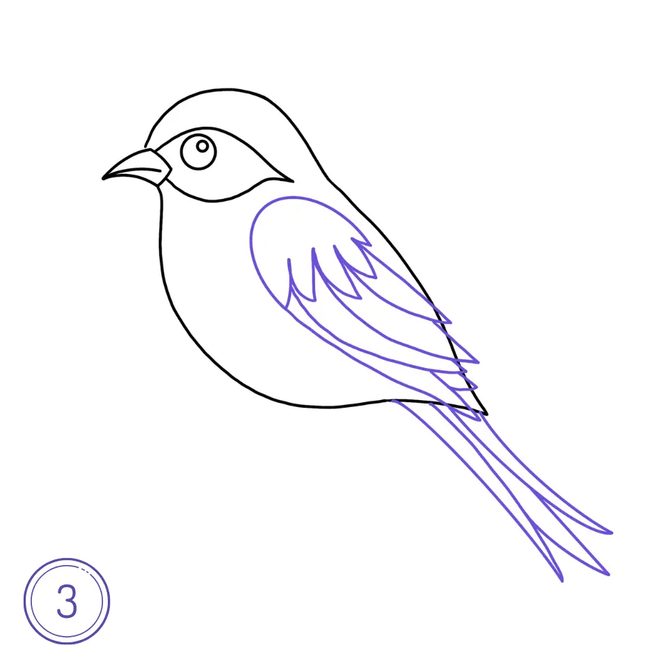 Comment Dessiner un Oiseau Étape 3