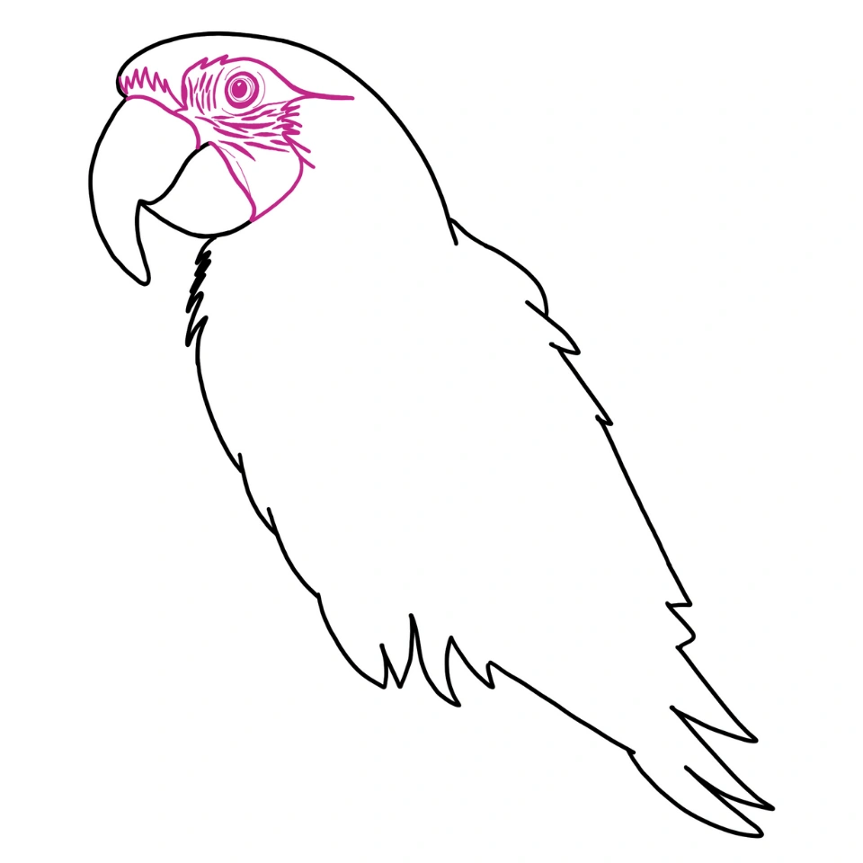 How To Draw A Parrot Step 2