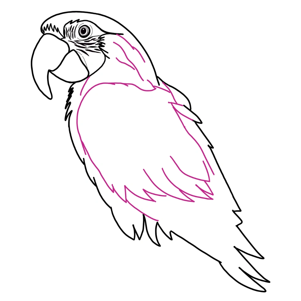 How To Draw A Parrot Step 3