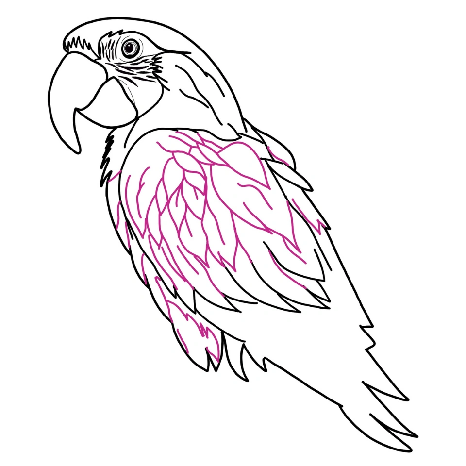 How To Draw A Parrot Step 4