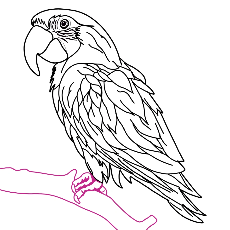 How To Draw A Parrot Step 5