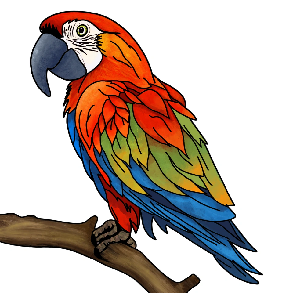 How To Draw A Parrot Step 6