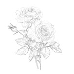 Adult Coloring Pages Roses