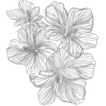 Beautiful Coloring Pages Of Flowers