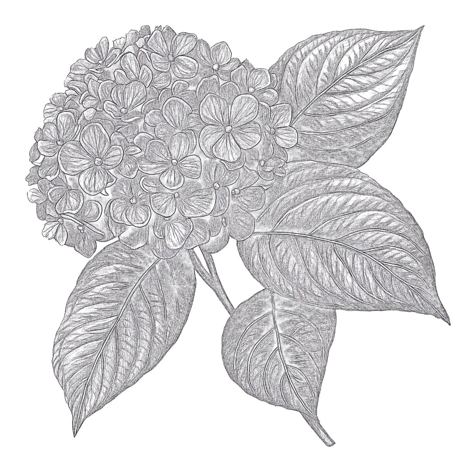 Beautiful Flower Coloring Pages