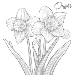 Best Daffodil Coloring Page - Printable Coloring page