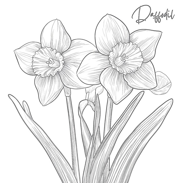 Best Daffodil Coloring Page | Coloring Pages Mimi Panda