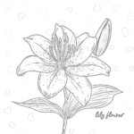 Best Lily Coloring Page