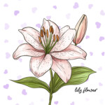 Best Lily Coloring Page 2 2