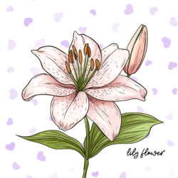 Best Lily Coloring Page - Origin image