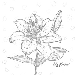 Best Lily Coloring Page - Printable Coloring page