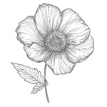 Black And White Flower Coloring Page