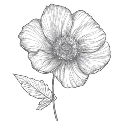 Black And White Flower Coloring Page - Printable Coloring page