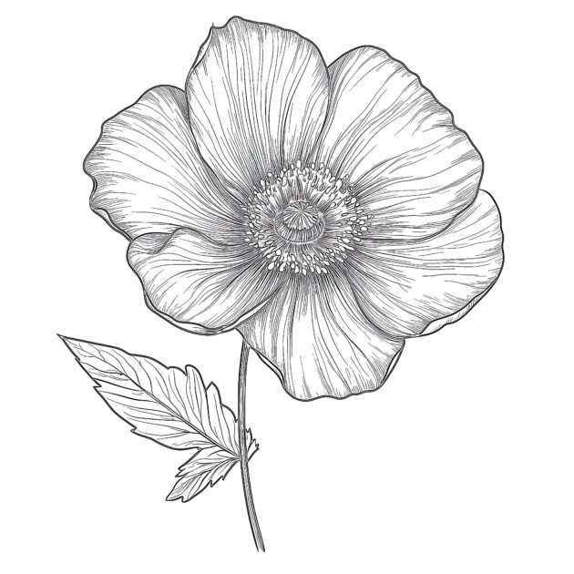 Black And White Flower Coloring - Black And White Flower Coloring Page 630x630 