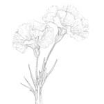 Carnation Coloring Page