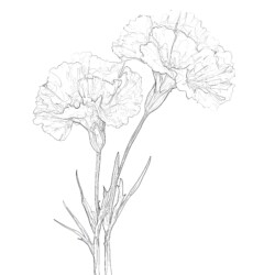 Carnation Coloring Page - Printable Coloring page