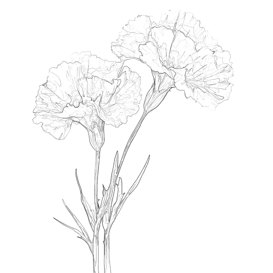 Carnation Coloring Page