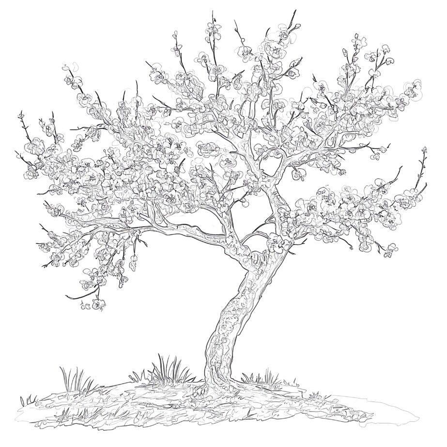 Cherry Tree Line Drawing