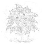 Christmas Poinsettia Coloring Page