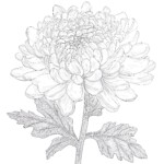 Chrysanthemum Coloring Page