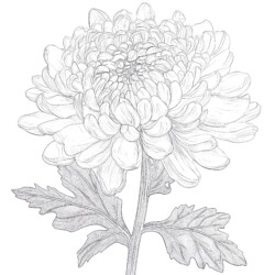 Chrysanthemum Coloring Page - Printable Coloring page