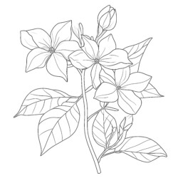 Color By Number Flowers Printable - Printable Coloring page