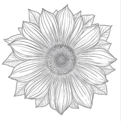 Color Page Sunflower Coloring Page - Printable Coloring page