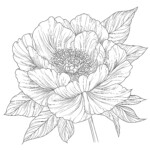 Coloring Books Flowers