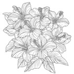 Coloring Images Flowers