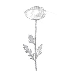 Coloring Page Poppy - Printable Coloring page