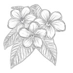 Coloring Pages Hawaiian Flowers