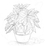 Coloring Pages Of Poinsettia