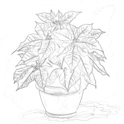 Coloring Pages Of Poinsettia - Printable Coloring page