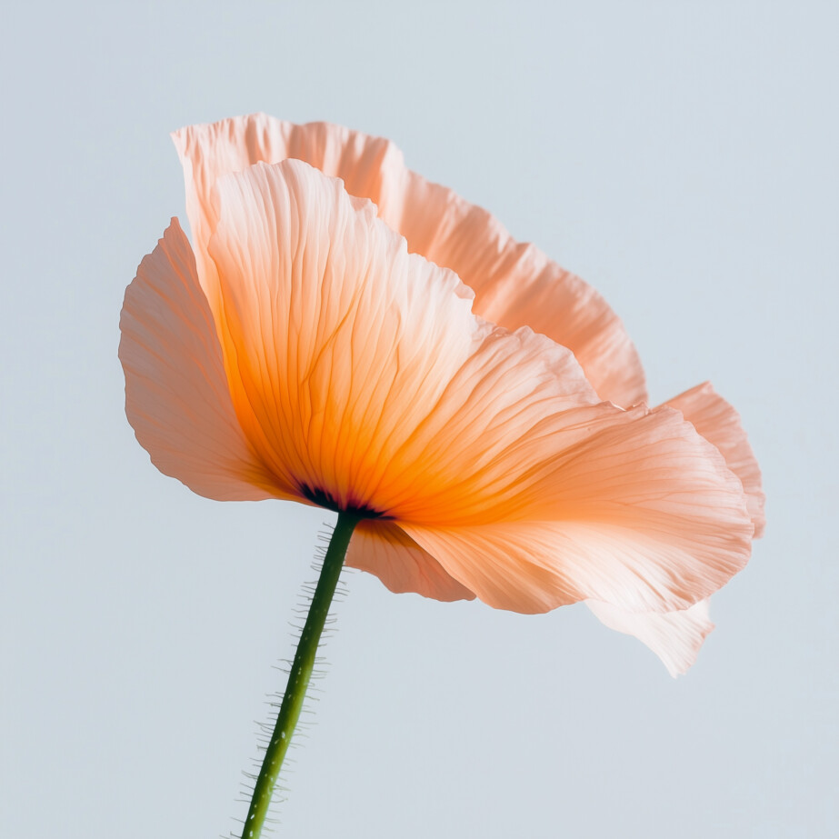 Coloring Pages Of Poppies 2