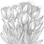 Coloring Pages Of Tulips