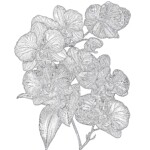 Coloring Pictures Of Flowers Printable