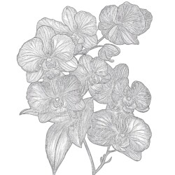 Coloring Pictures Of Flowers Printable - Printable Coloring page