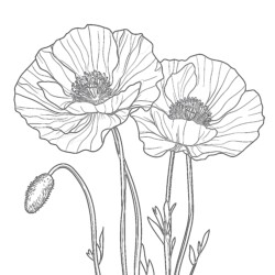 Coloring Poppy Coloring Page - Printable Coloring page