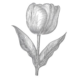 Colouring Flower Printable - Printable Coloring page