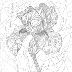 Colouring Flowers Pages - Printable Coloring page